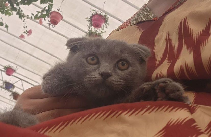 "Scottish fold" O'g'il Mushukcha 2 oylik