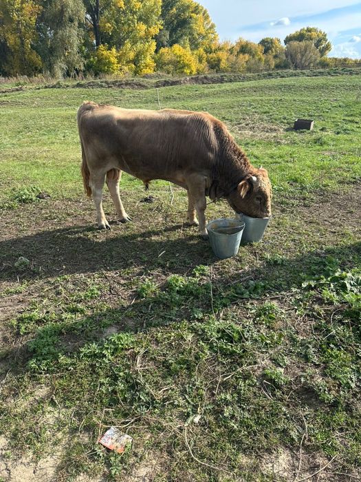 продам бычка годовалый