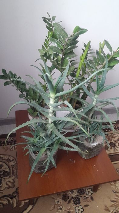 Алоэ цветы  очень красивые