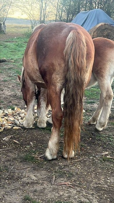 Iapa cu manz schimb cu cal de lucru