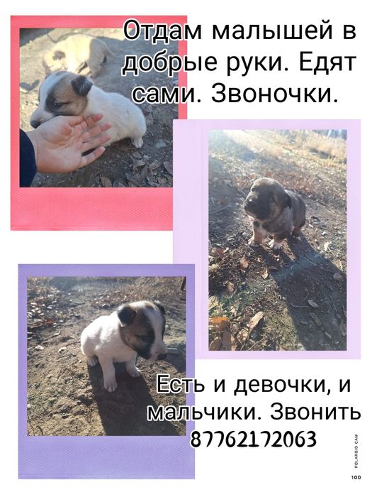 Отдам щенят в добрые руки