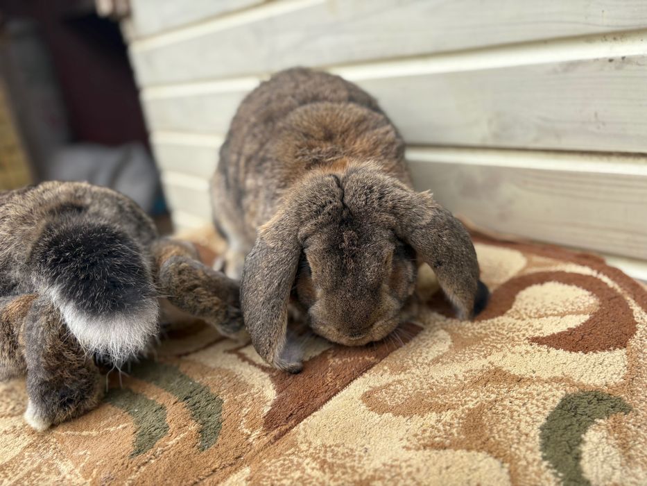 Iepuroi berbec german