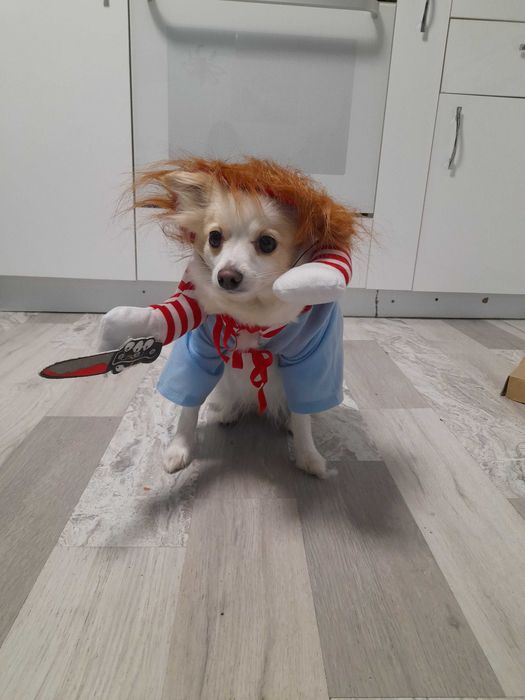 Смешни Дрехи за малки кучета