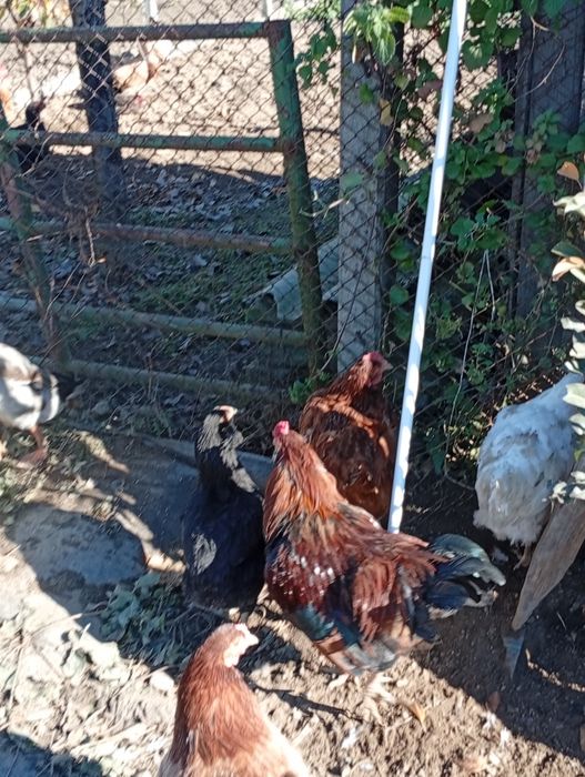 Cocos araucana, am doua bucăți