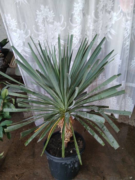 Хонаки Гуллар  сотилад