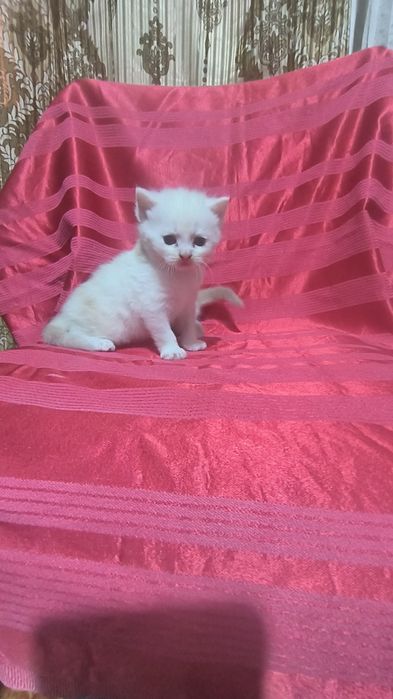 Животные кошки и котята