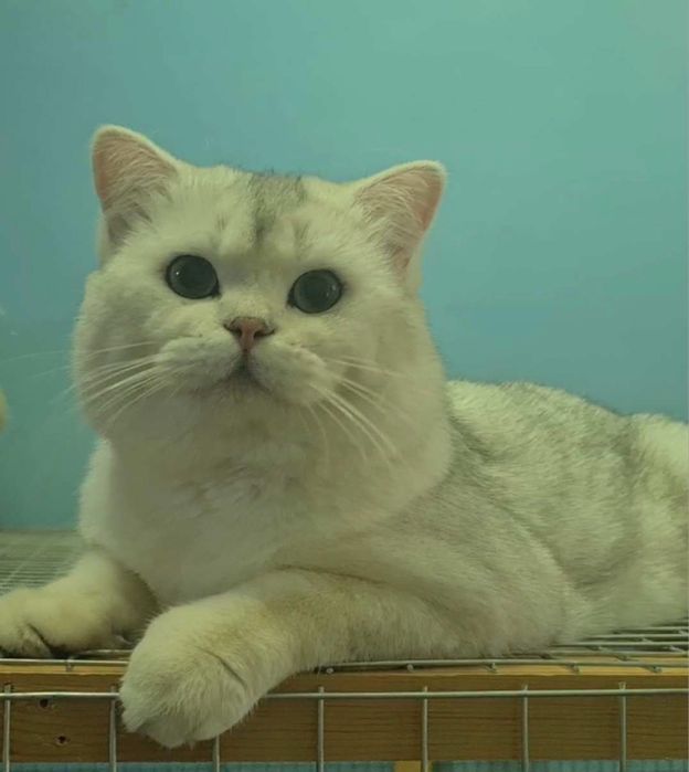 СОТИЛМИДИ» Принц в серебристом  шубке ждёт кошек на свиданю