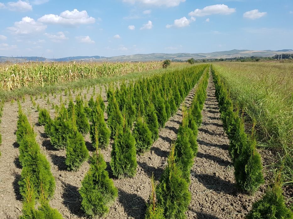Leylandii 50-60cm cm pentru gard viu si Tuia Smaragd