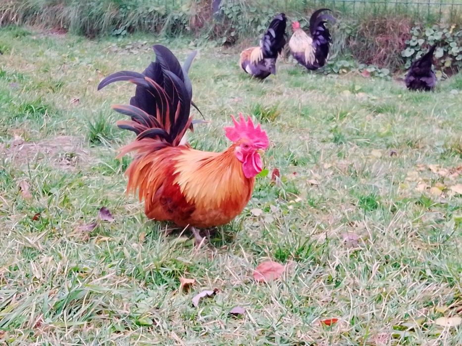 Cocoș Chabo de rasa