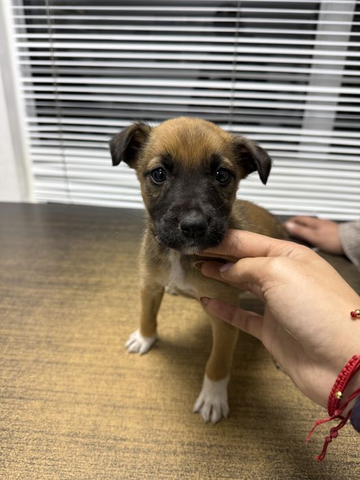 подарявам полу белгийска овчарка