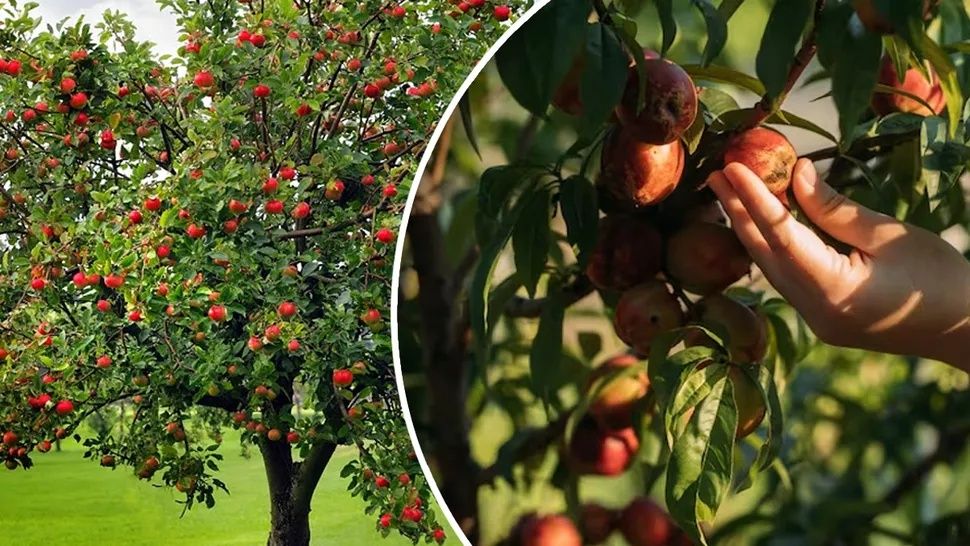 Pomi Fructiferi Pitici DWARF (MAR )