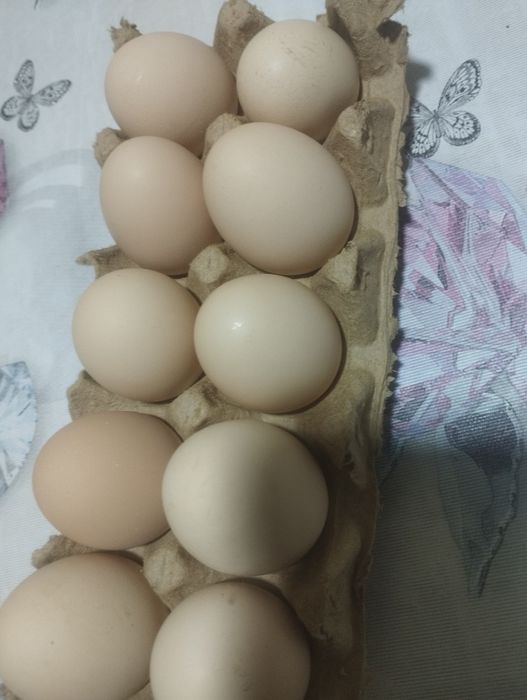 Xoroz va tovuqlar.Srochniga 750 ga bervoraman