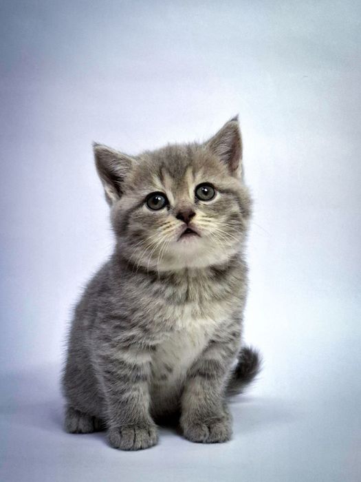 Шотландские вислоухие котята