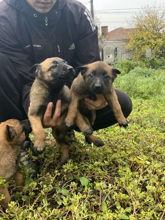 Белгийска овчарка-Малиноа