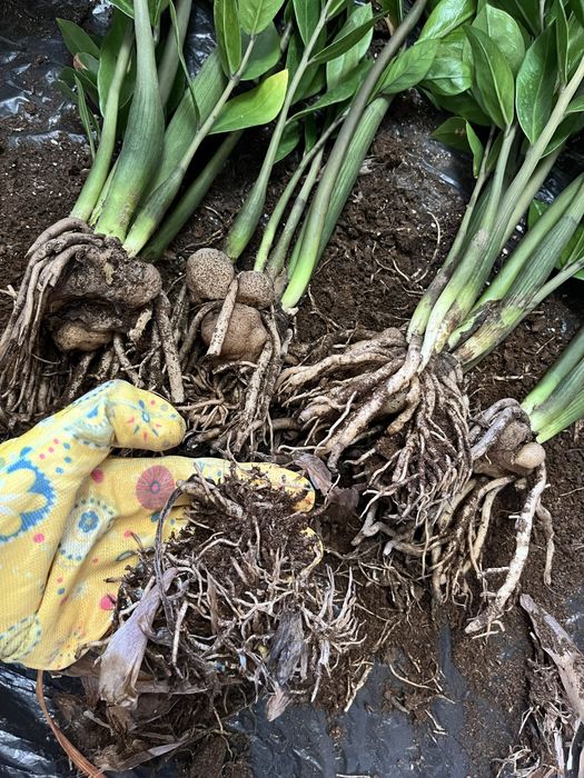 Пересадка,лечение ,уход за комнатными цветами.