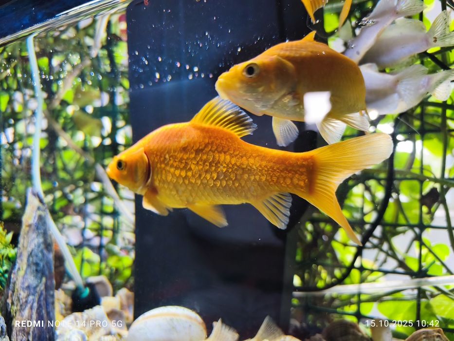 Vând acvariu Aquael  Leddy 60 L Day&Night