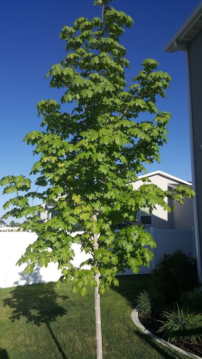 Leylandi, Mesteacan, tei argintiu, artar verde, stejar verde