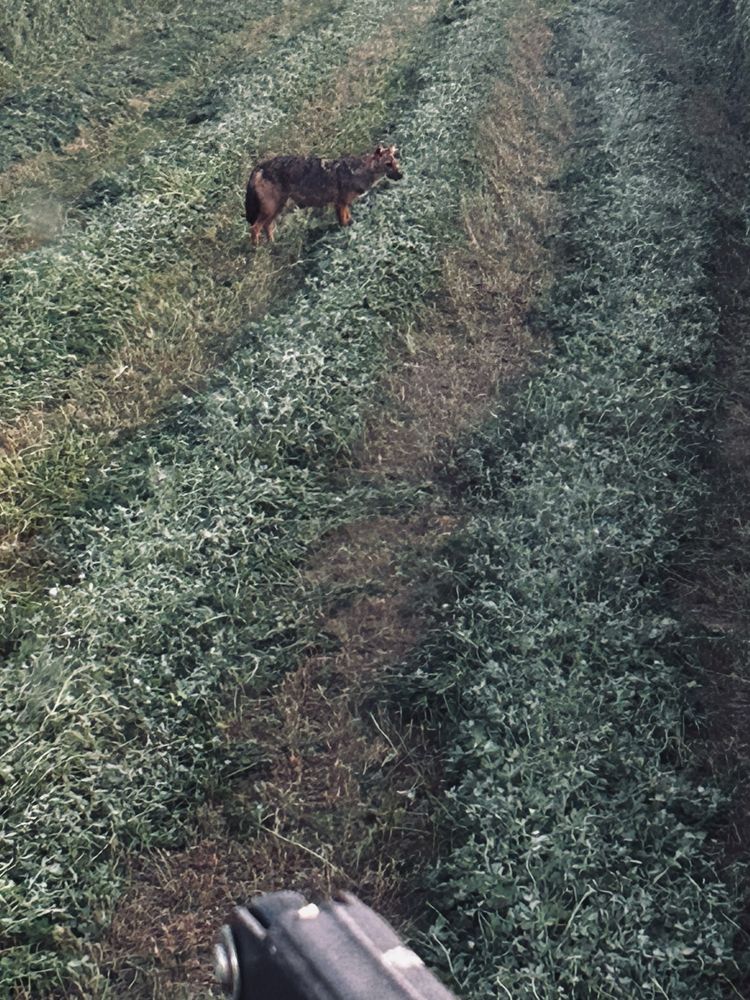 Baloti lucerna 17 ron coasa a doua fara burian doar lucerna curata!