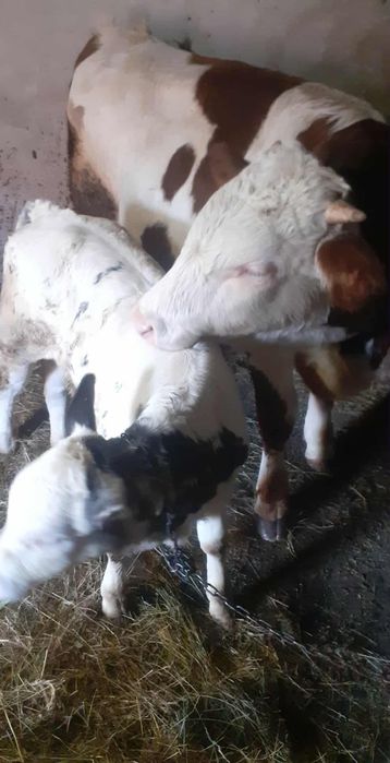 Vând tăuraș și vițea