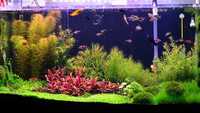 Растения и мъх  за аквариум / аквариумни растения / тор за аквариум