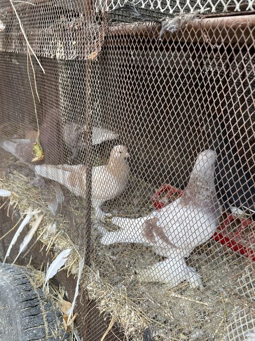 Голуби голубкааа