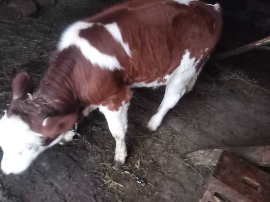 Vand vitică de 3 luni