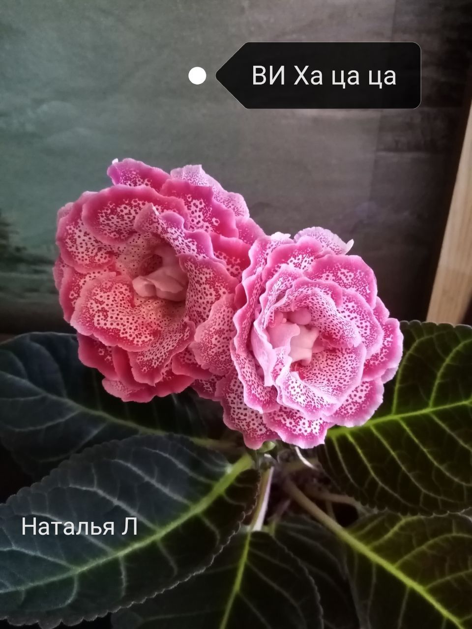 Продаются посаженные листья сортовых глоксиний