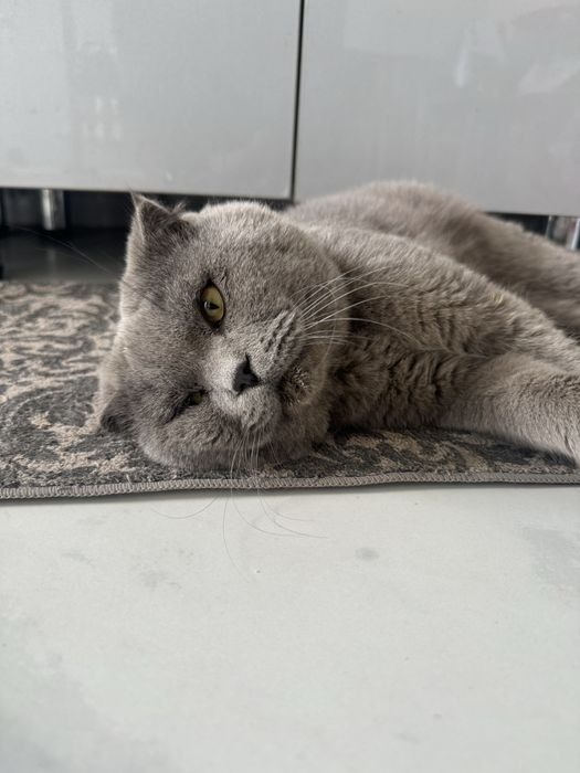 Отдам даром в хорошие руки. Вислоух