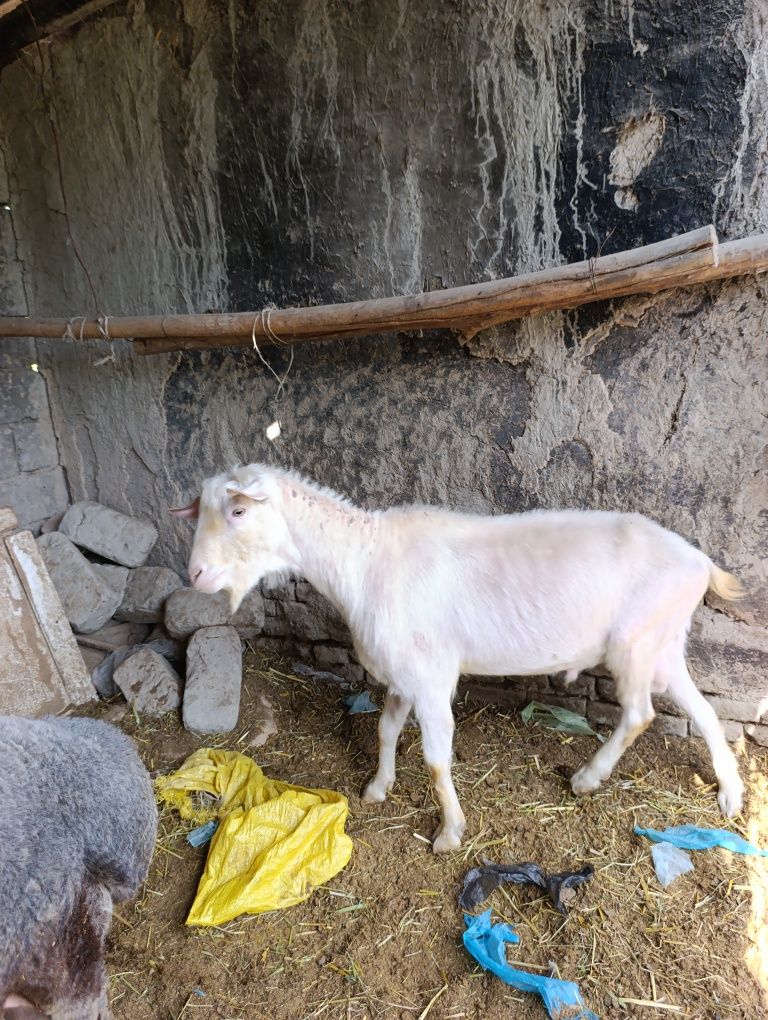 Echki taka sotiladi zotuchun rasiski