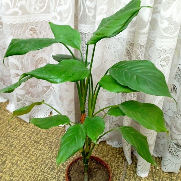 Продам цветы Аглаонема,