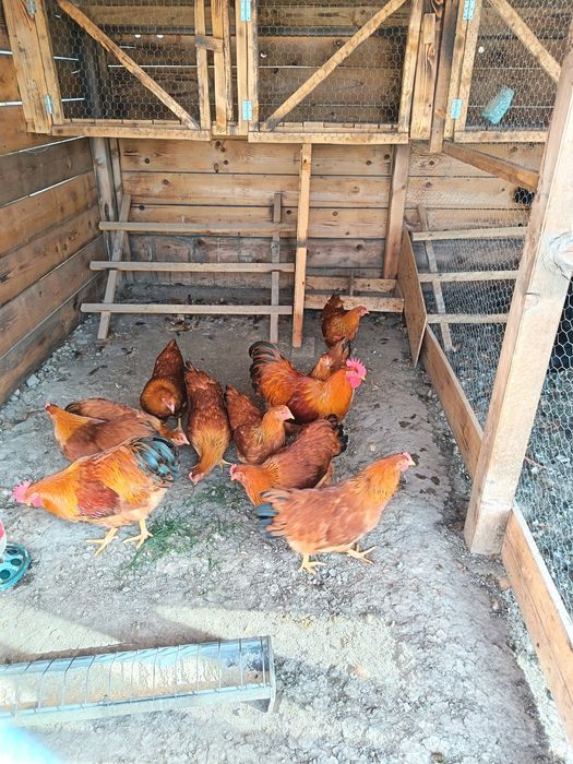 Găini,tineret  New Hampshire