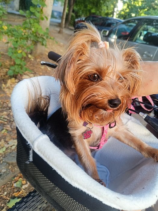 Отдава се мини йорки (3-годишен, възпитан, много спокоен)