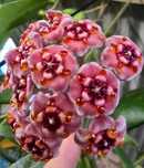 Flori, plante rare de Lacrima Maicii Domnului ( Hoya )