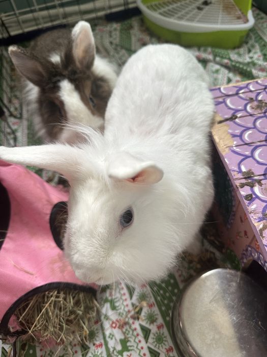 Donez 2 iepurasi cap de leu