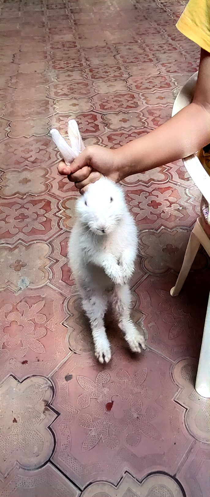 Ок Куён сотилади тезликда