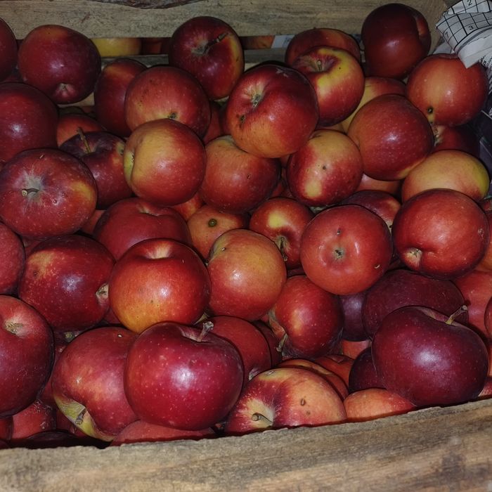 Продам яблоки 1 сорт.