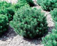 Pinus nigra Pin pitic pinus mugo Pinus wallichiana Himalaya