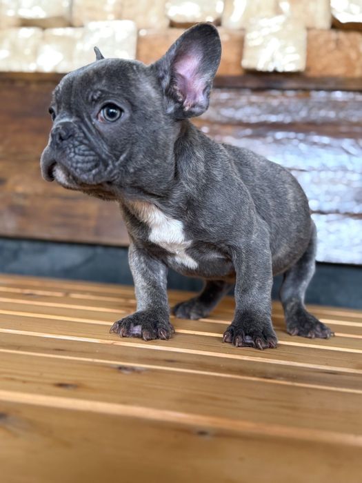 Mascul bulldog francez