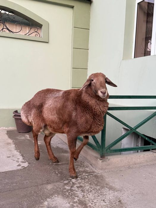 Арашан едилбай гибрит Кочкори