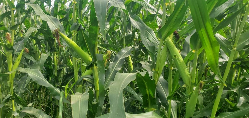 Vand porumb pt fiert