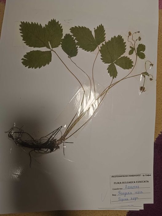 Хербарий за ЛТУ - 98 БРОЯ