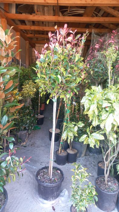 Plante ornamentale ce mai mare gamă preț accesibil transport gratuit