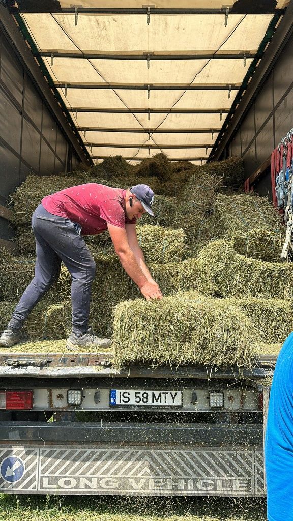 Baloti lucerna c1 f buni 120 lei bucata. Ridicare de pe loc Domnin.

F