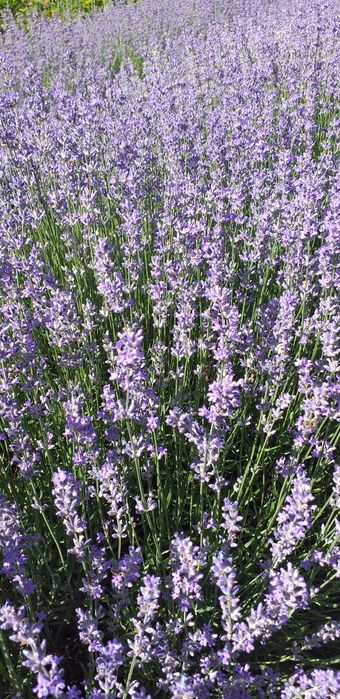 Butasi lavanda Sevtopolis