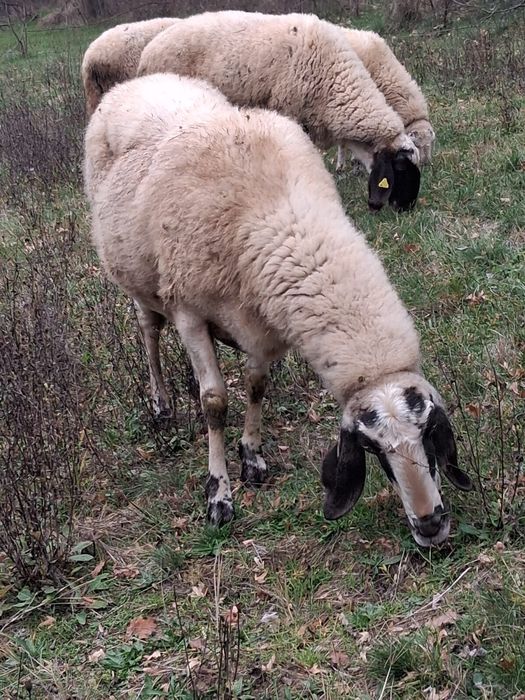 Vând oi bergamasca si sârbești