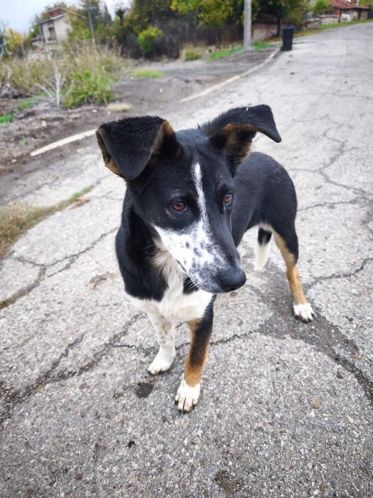 Търси се семейство за това спасено кученце