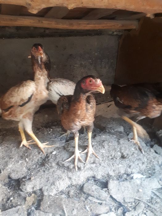 Dakan mokion tovuqlari