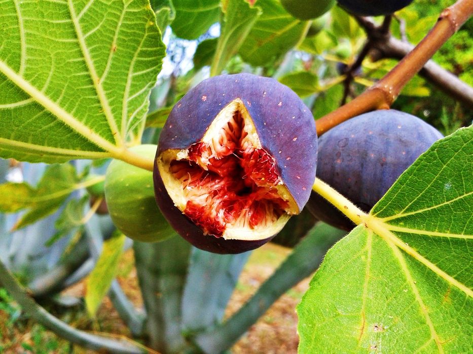 Smochin (Diferite Soiuri )