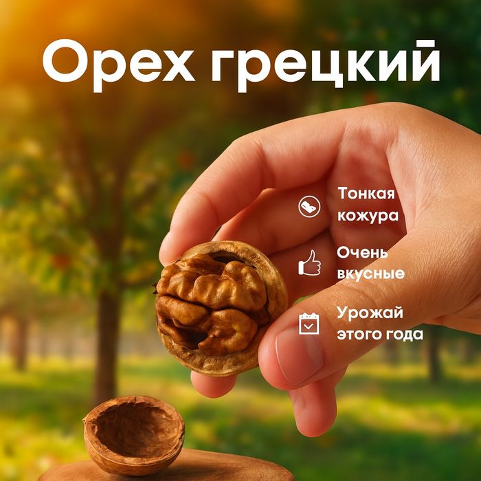 Продам орех грецкий