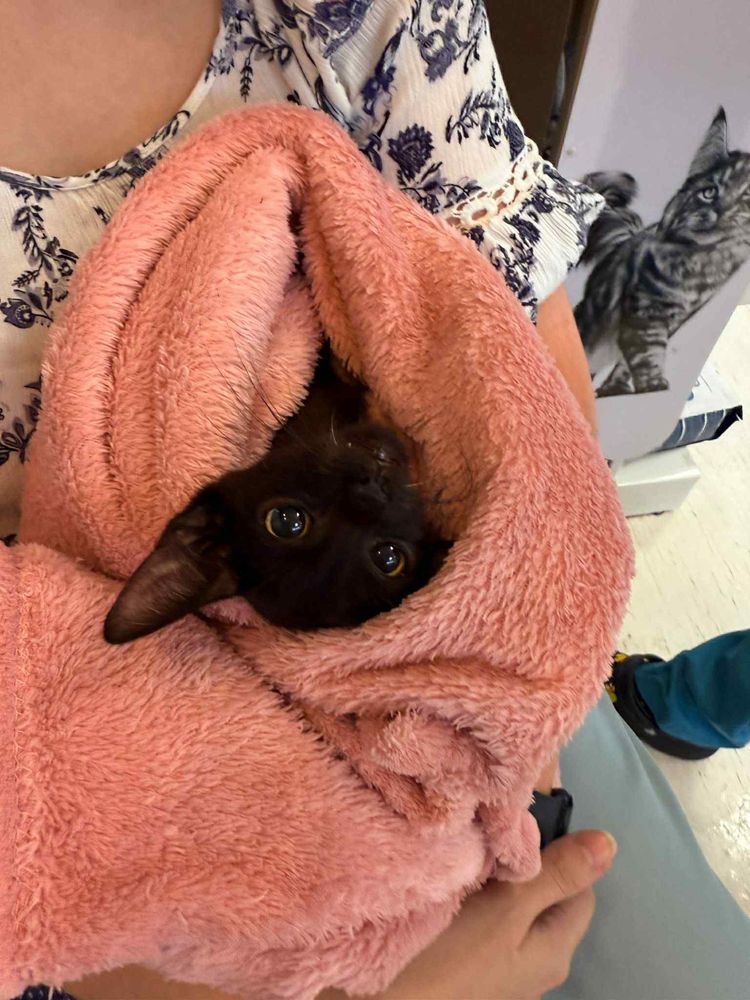 Adoptie pui pisica urgent